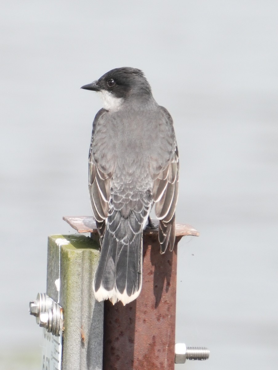 Eastern Kingbird - ML619747520