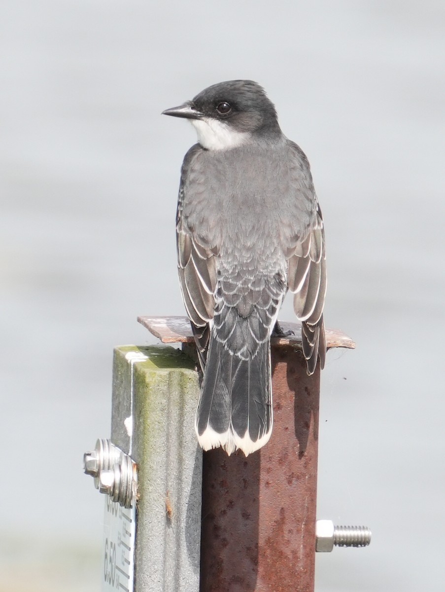 Eastern Kingbird - ML619747521