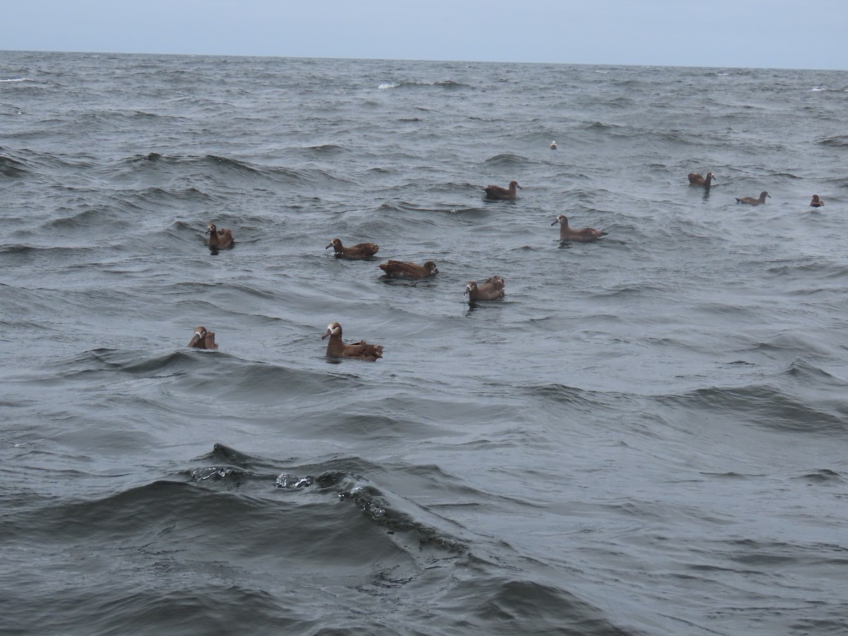 Black-footed Albatross - Kathleen Williams