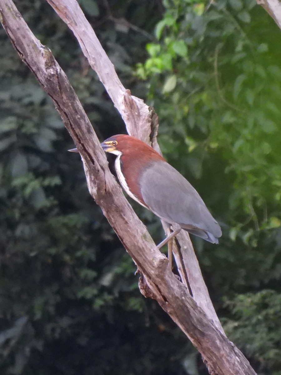 Rufescent Tiger-Heron - ML619747540