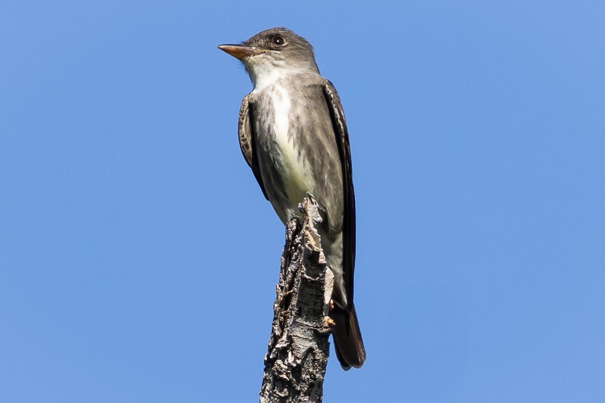 Olivflanken-Schnäppertyrann - ML619747547