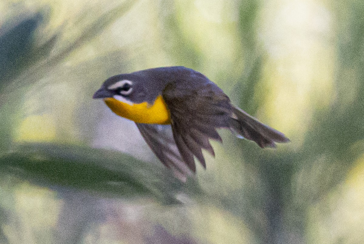 Yellow-breasted Chat - ML619747554