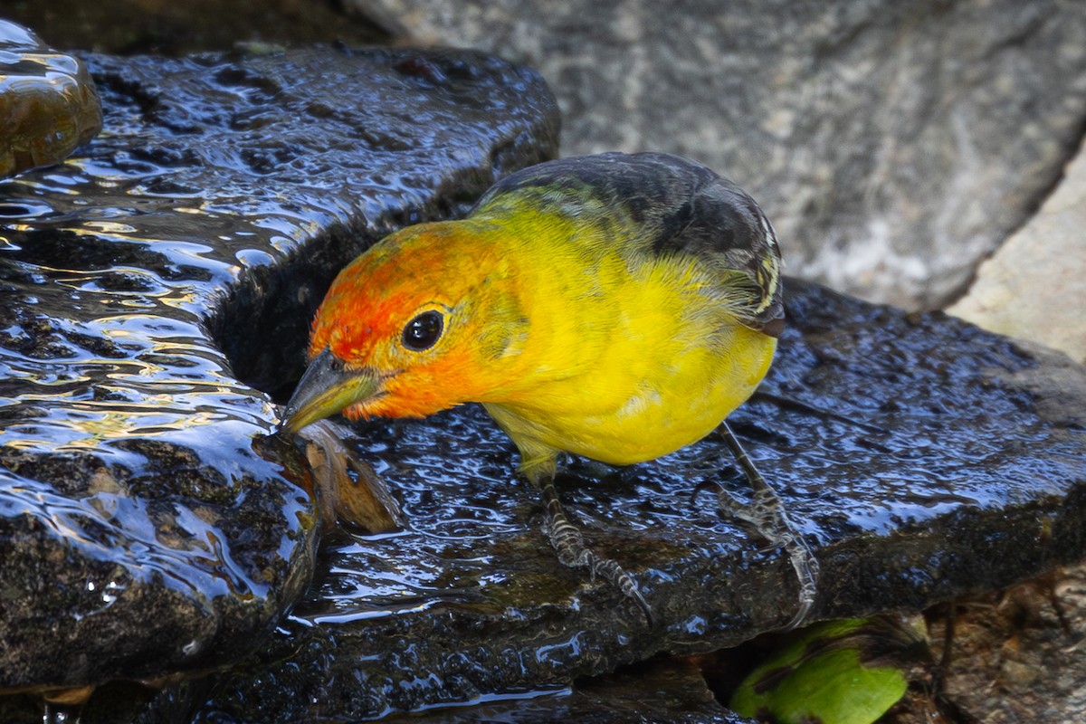 Western Tanager - ML619747561