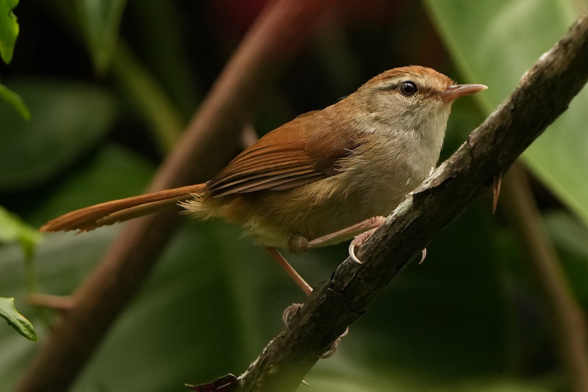 Philippine Bush Warbler - ML619747562