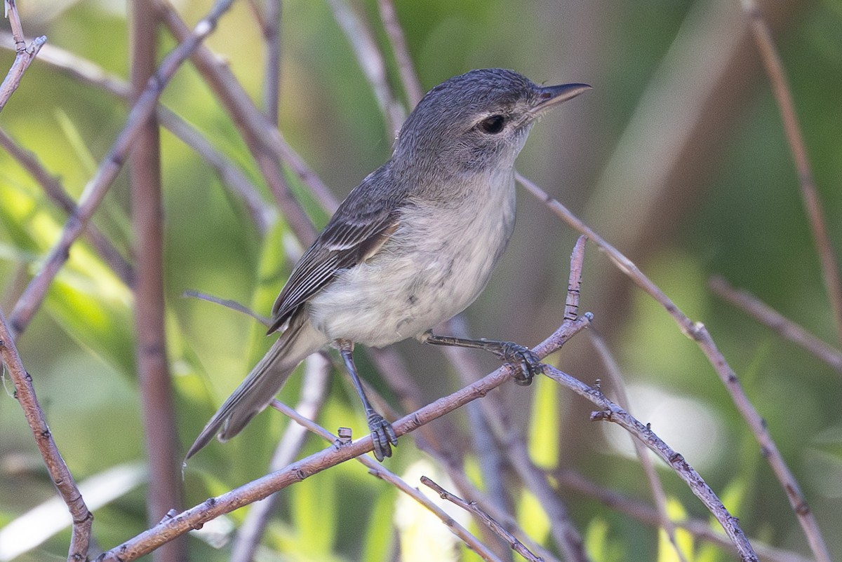 Braunaugenvireo - ML619747567