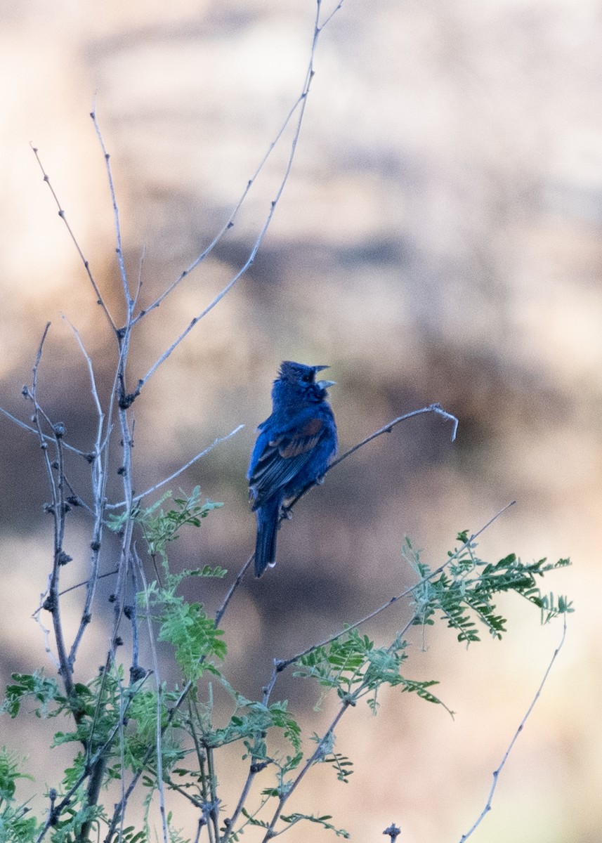 Guiraca bleu - ML619747570