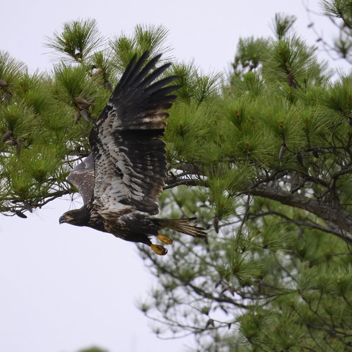 Bald Eagle - ML619747575