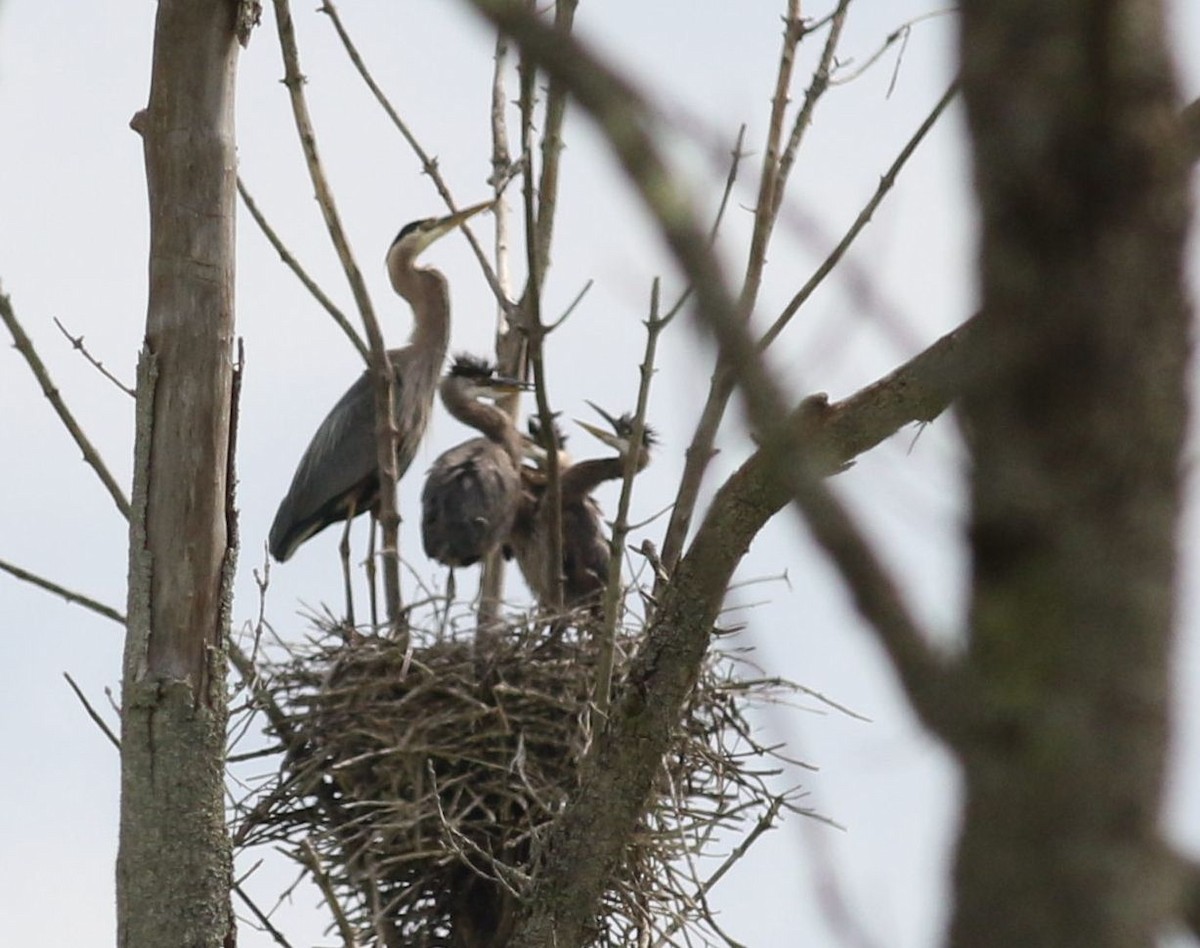 Great Blue Heron - ML619747577