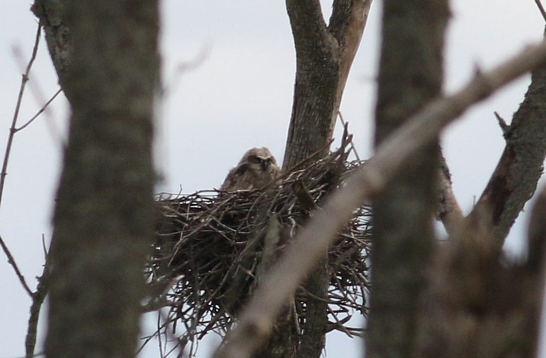 Great Horned Owl - ML619747586