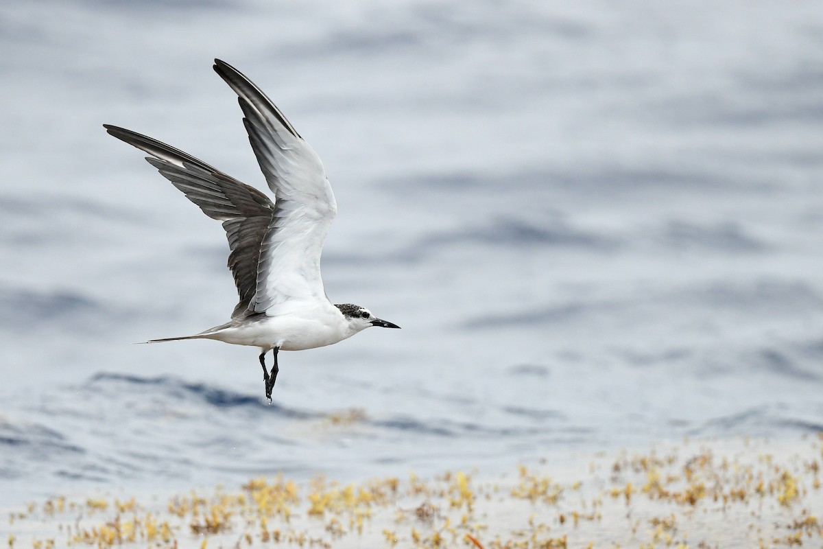 Bridled Tern - ML619747590