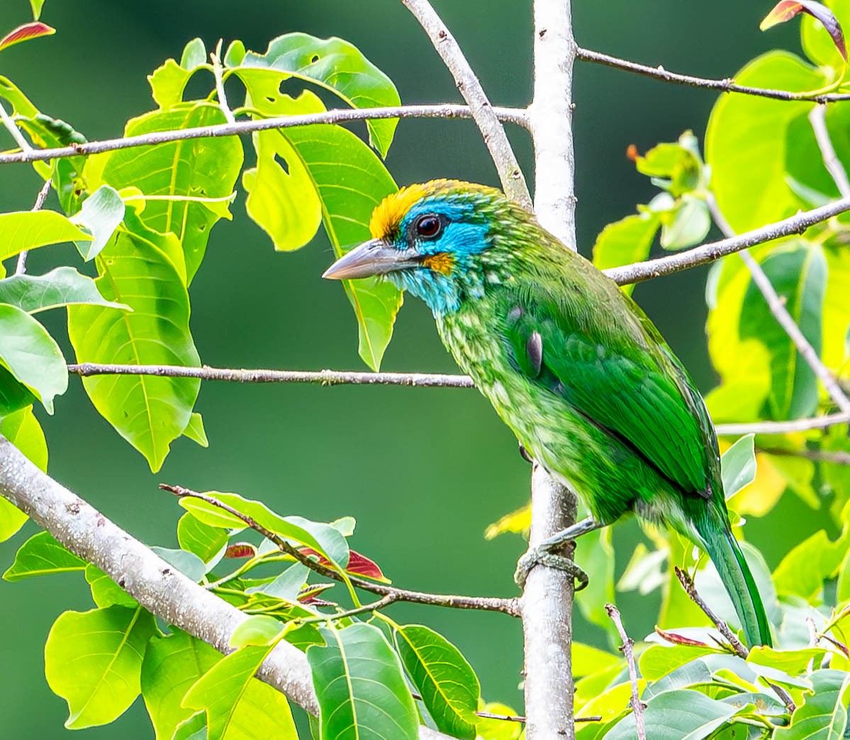 Sarı Alınlı Barbet - ML619747593