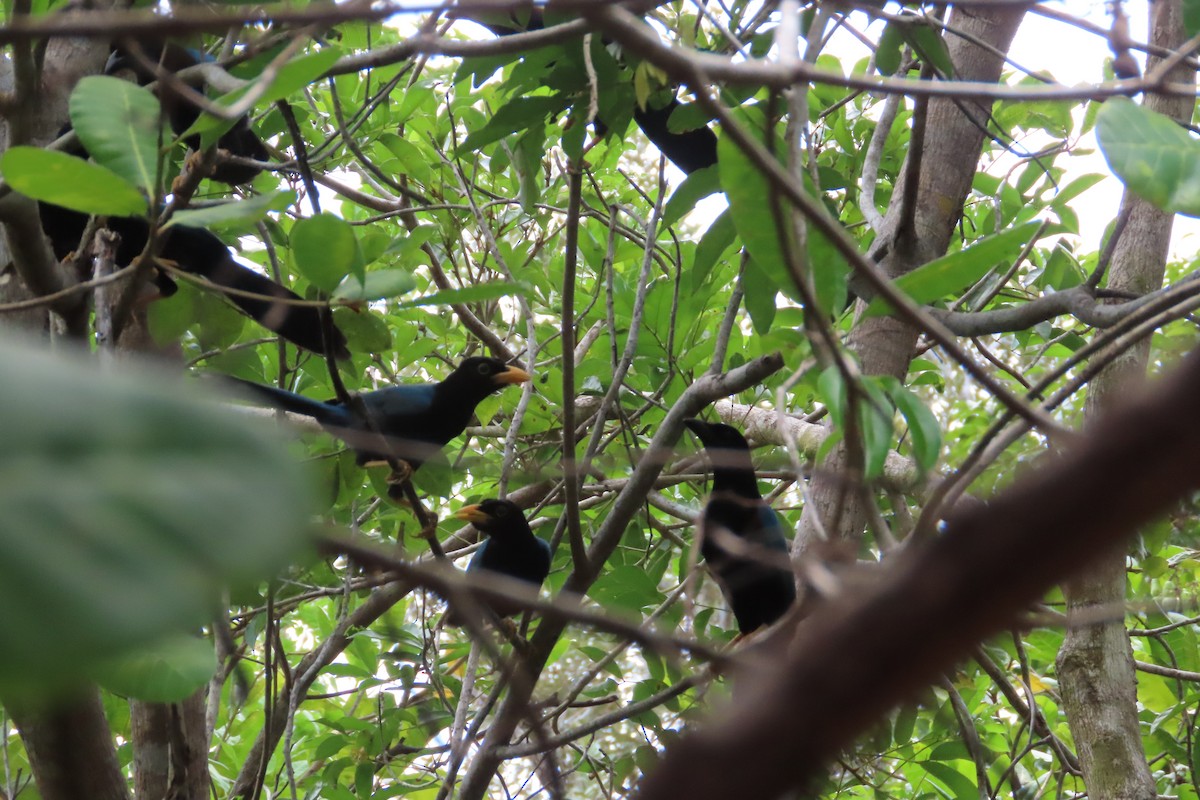 Yucatan Jay - ML619747598