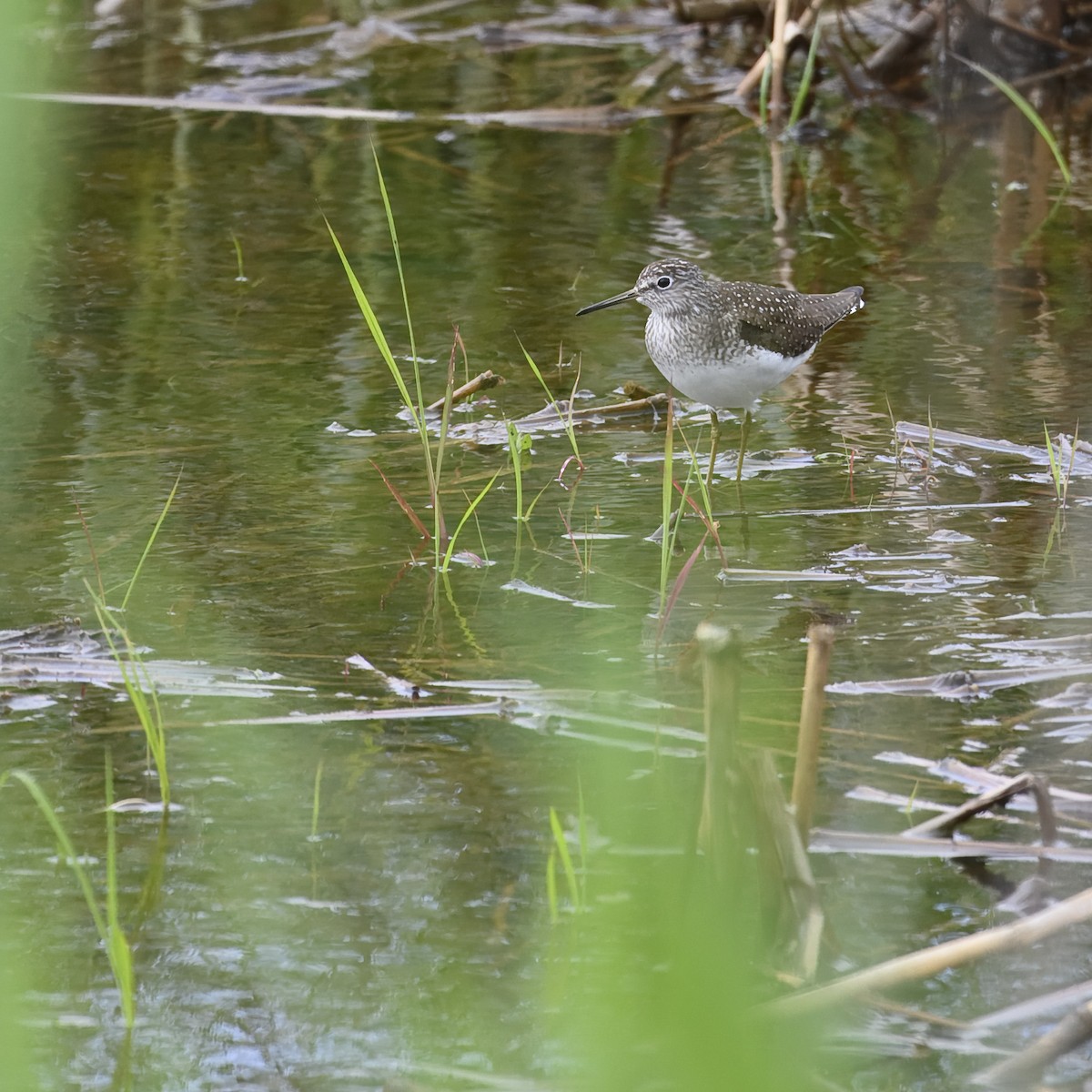 Solitary Sandpiper - ML619747601