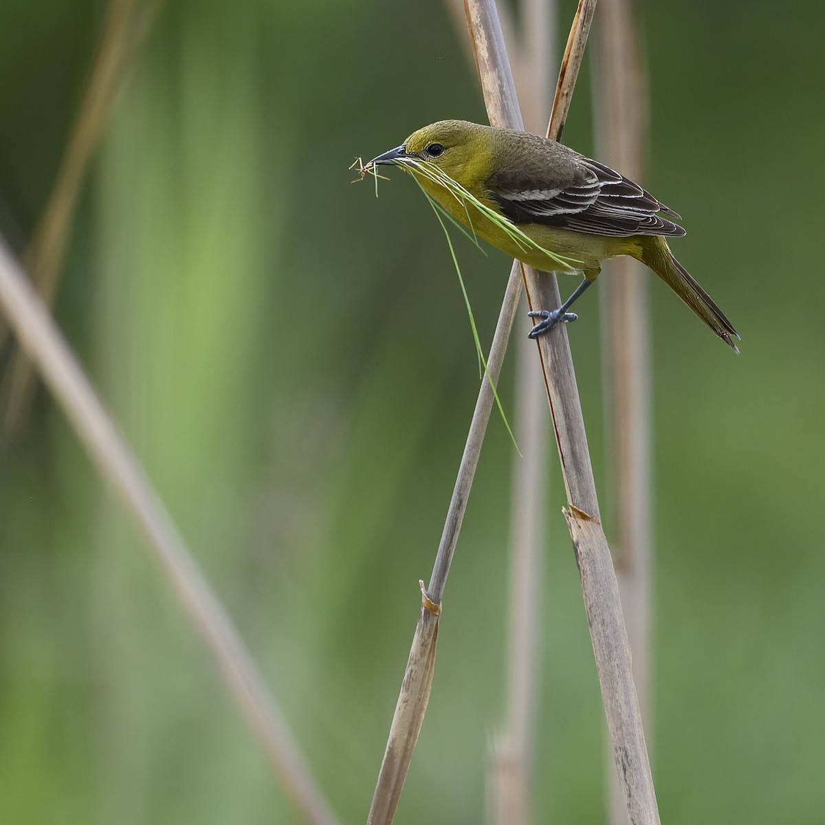 Orchard Oriole - ML619747614