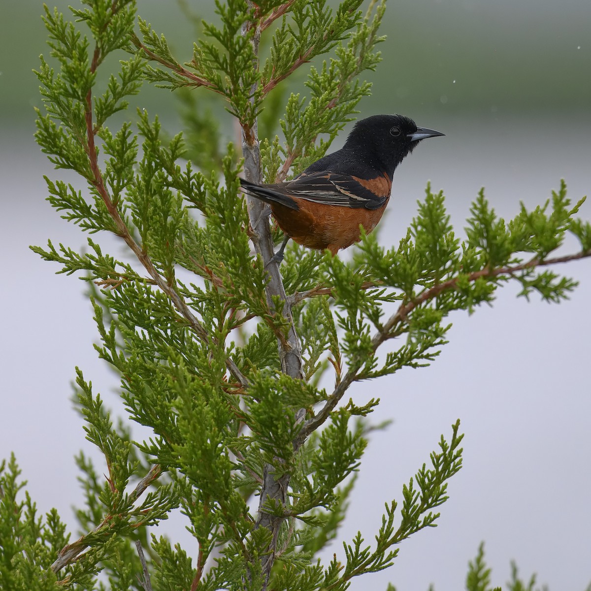 Orchard Oriole - ML619747615