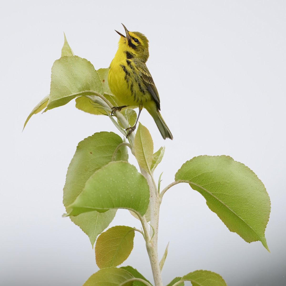 Prairie Warbler - ML619747652