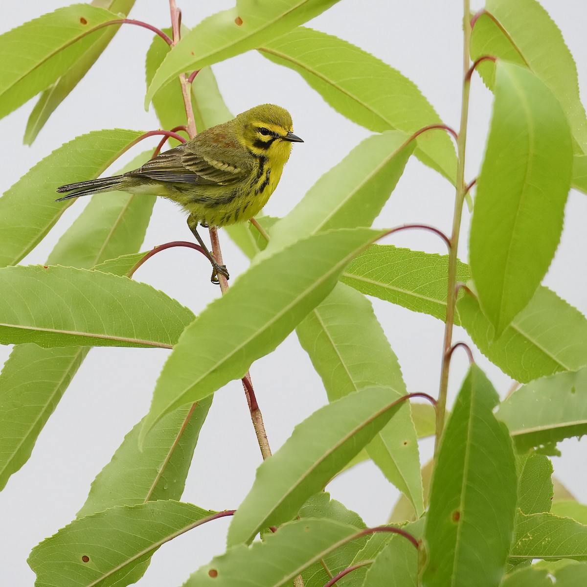 Prairie Warbler - ML619747660