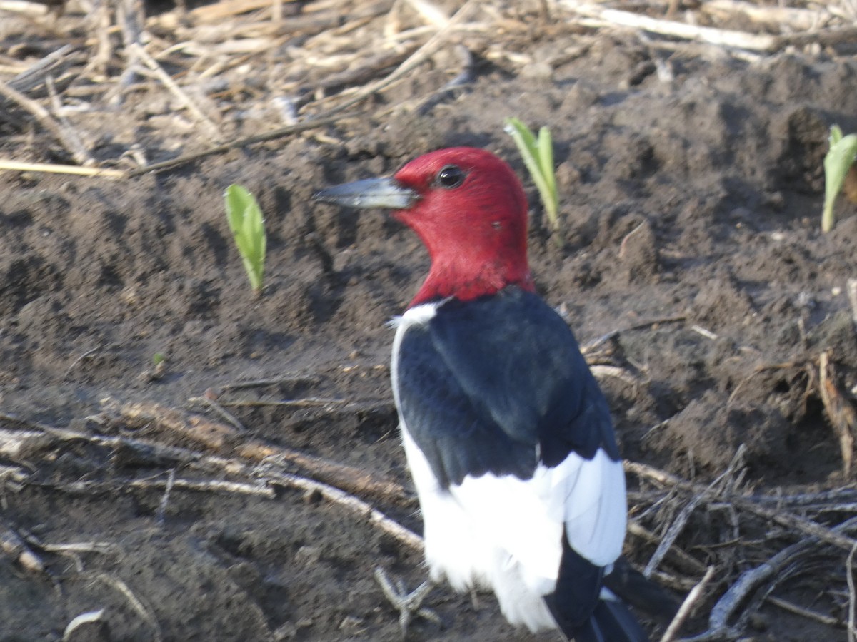 Red-headed Woodpecker - ML619747674