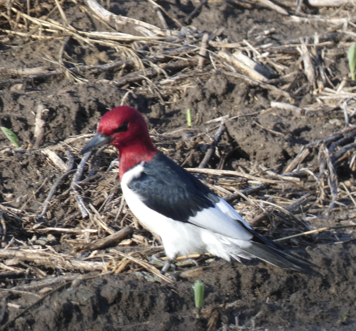 Red-headed Woodpecker - ML619747679