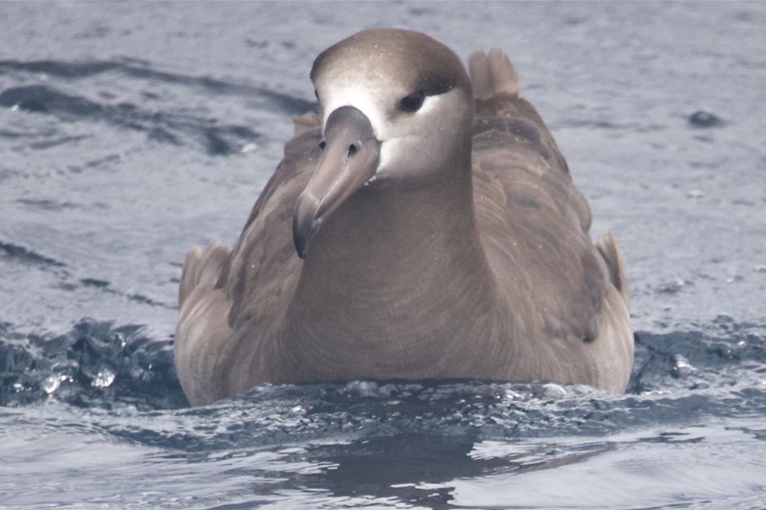 Albatros à pieds noirs - ML619747681