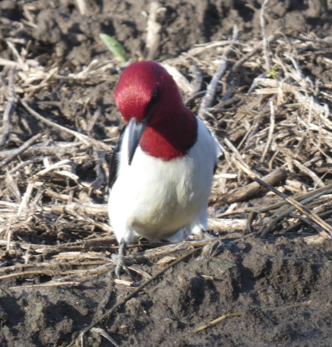 Red-headed Woodpecker - ML619747684