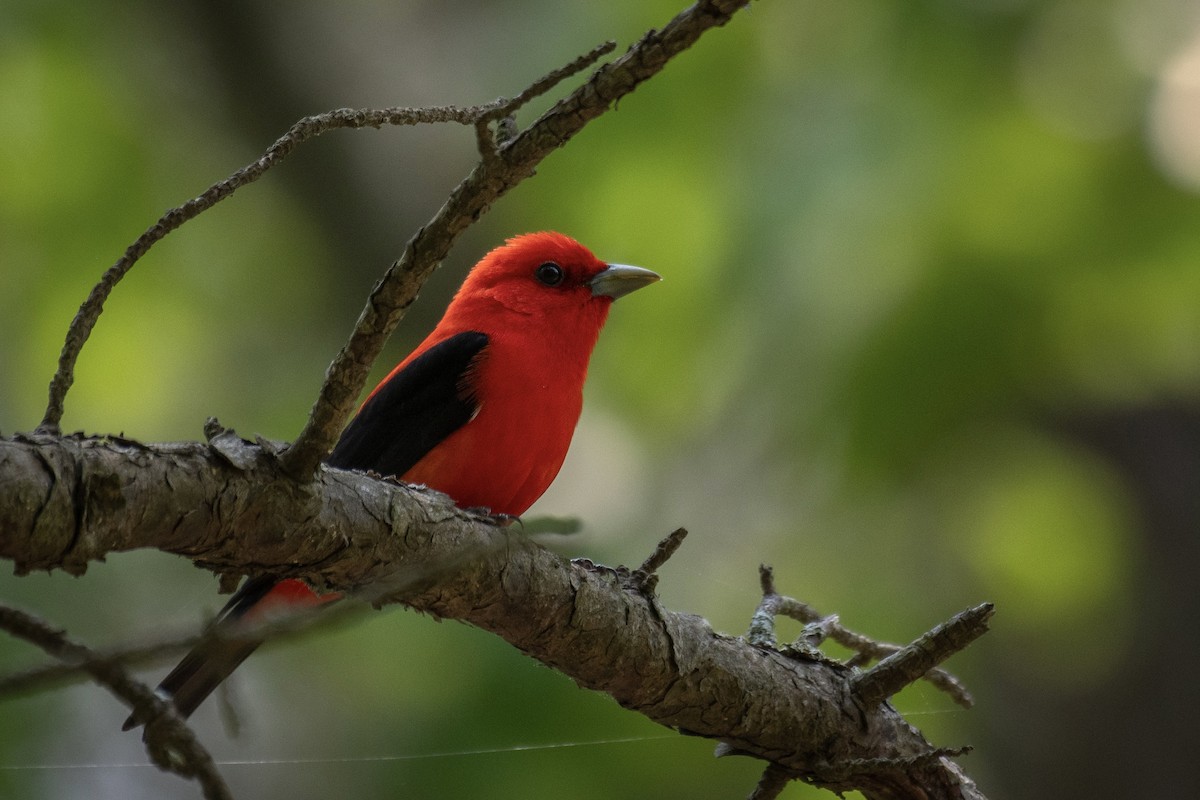 Scarlet Tanager - ML619747685