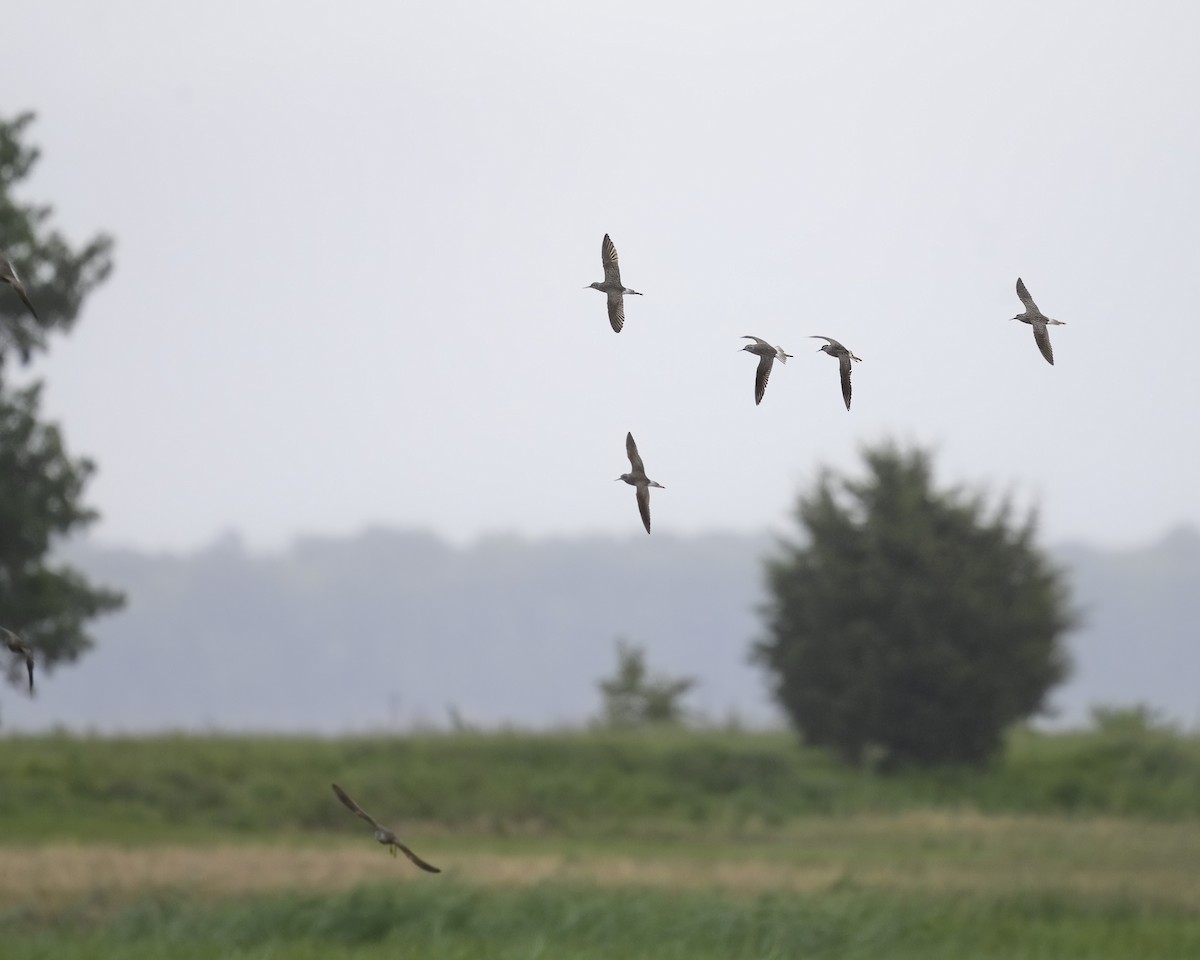 Lesser Yellowlegs - ML619747695