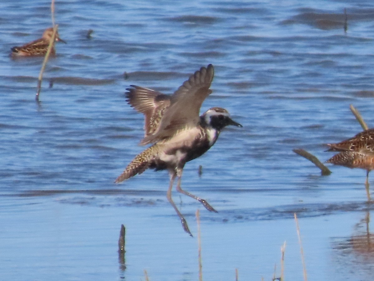 American Golden-Plover - ML619747699