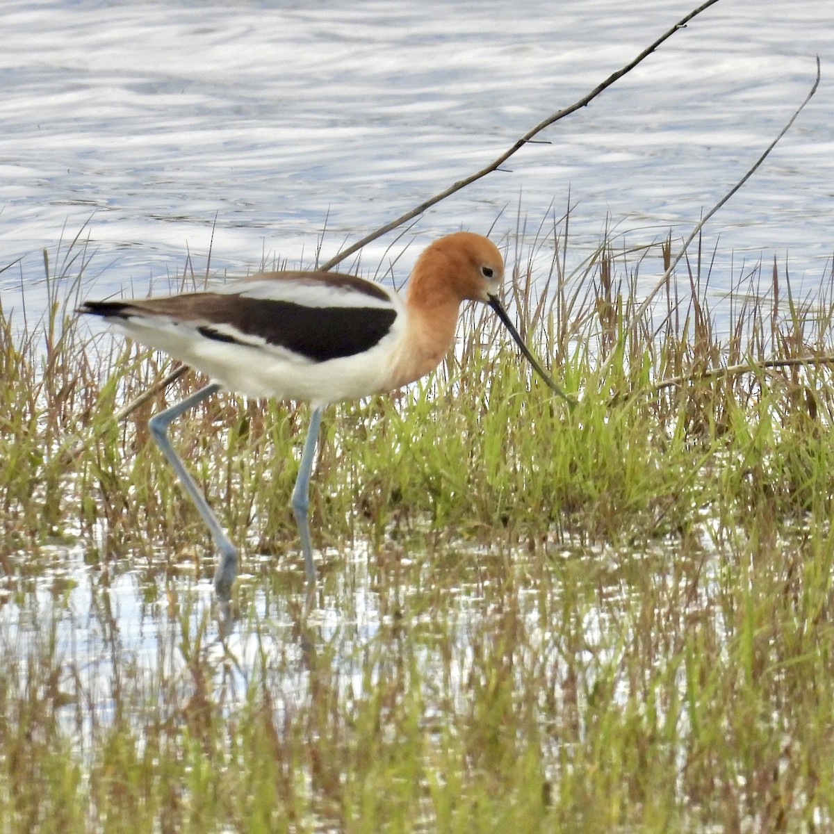 American Avocet - ML619747746