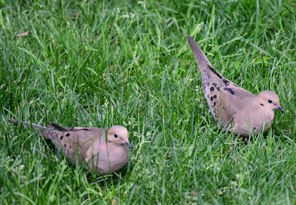 Mourning Dove - ML619747753