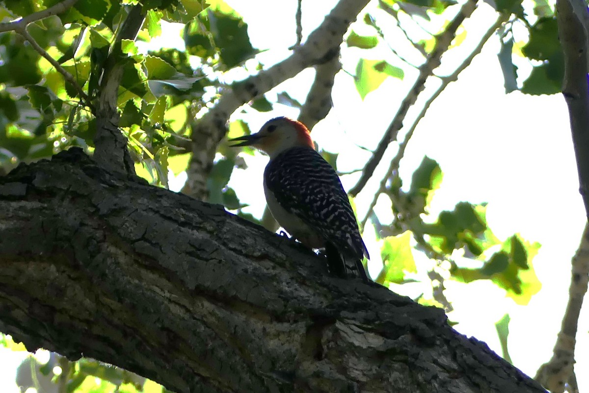 Red-bellied Woodpecker - ML619747760