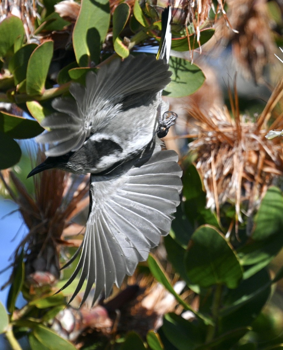 Crescent Honeyeater - ML619747762