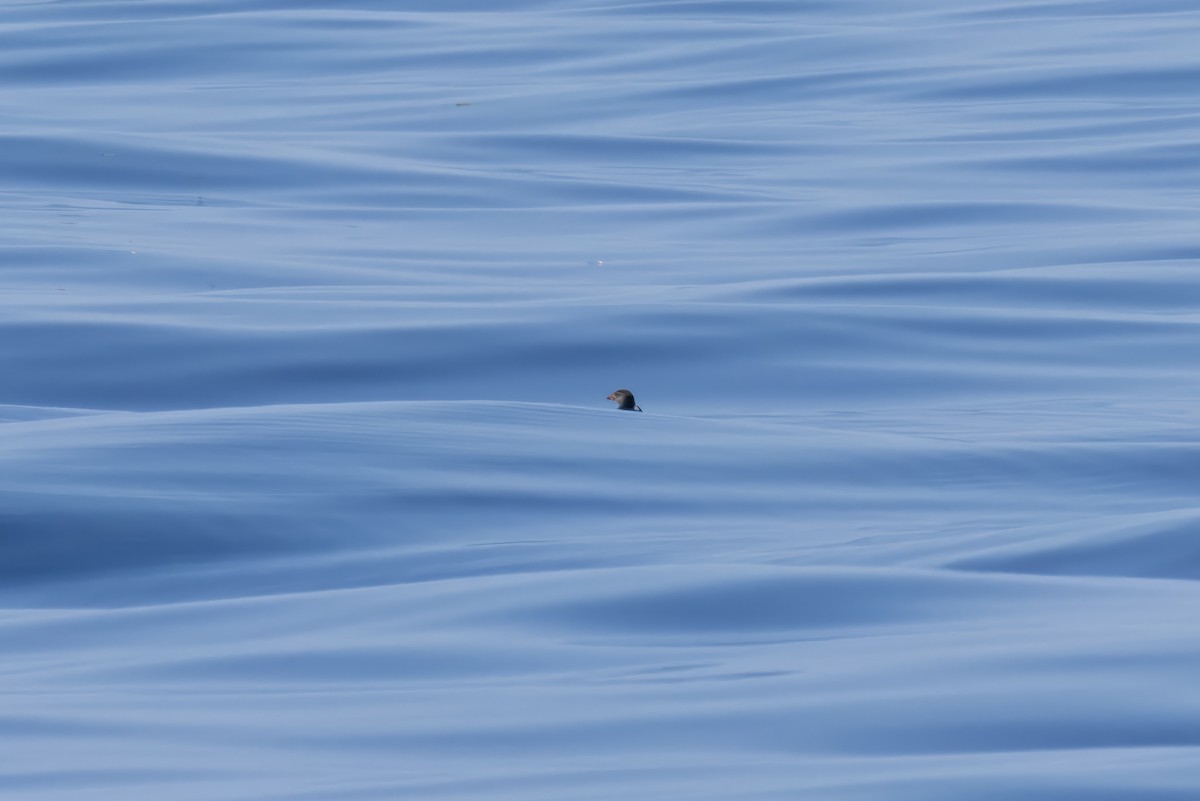 murrelet sp. - ML619747770