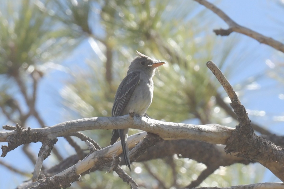 Greater Pewee - ML619747837