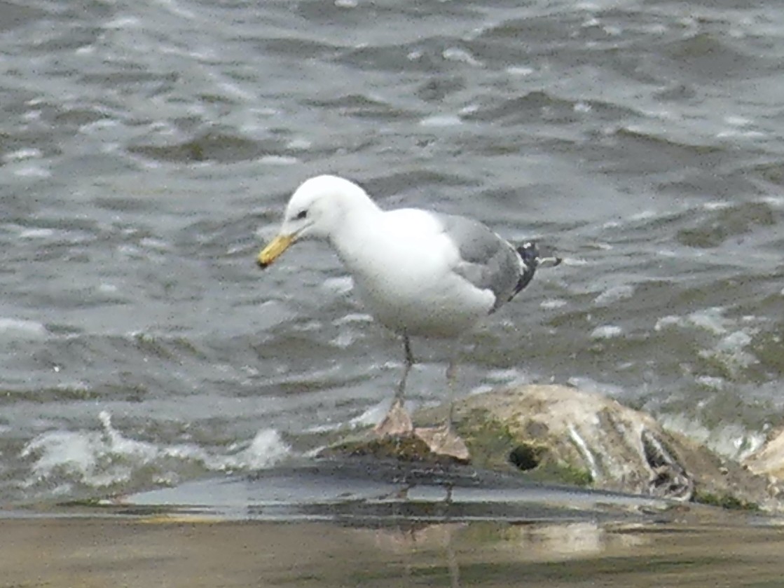 Caspian Gull - ML619747883