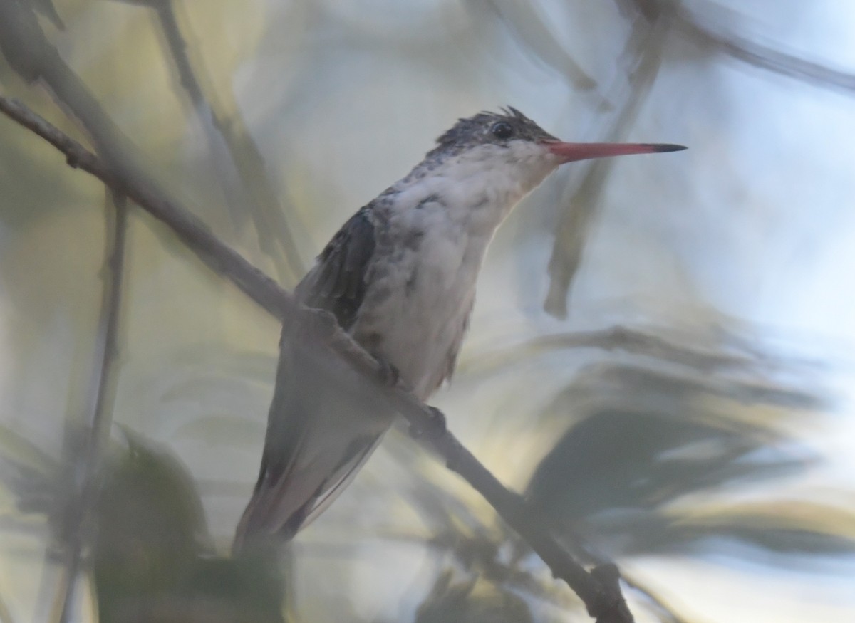 Violet-crowned Hummingbird - ML619747903