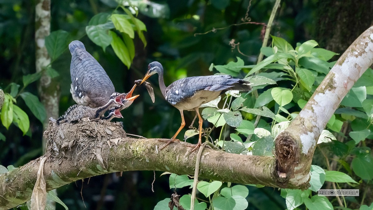 Sunbittern - ML619747912