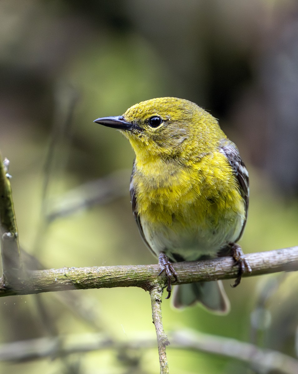 Pine Warbler - ML619747963