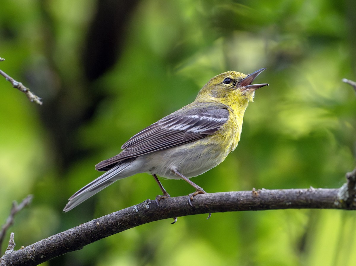 Pine Warbler - ML619747964