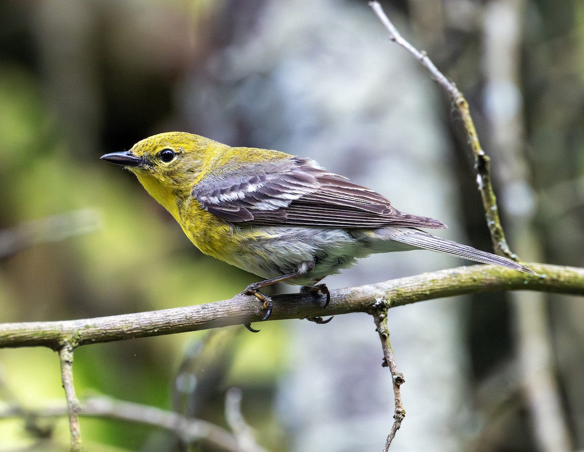 Pine Warbler - ML619747967