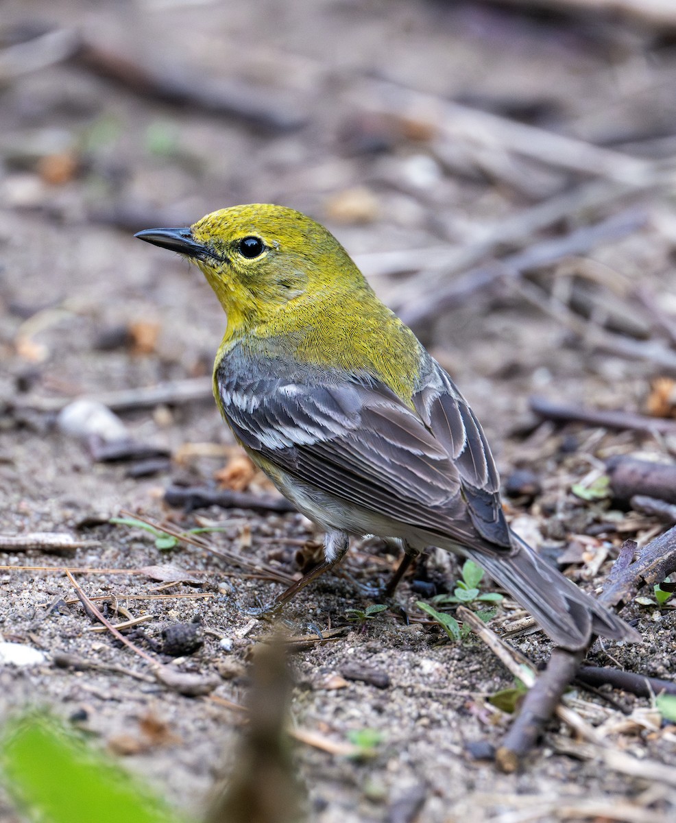 Pine Warbler - ML619747968