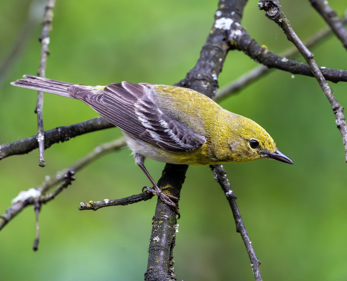 Pine Warbler - ML619747969