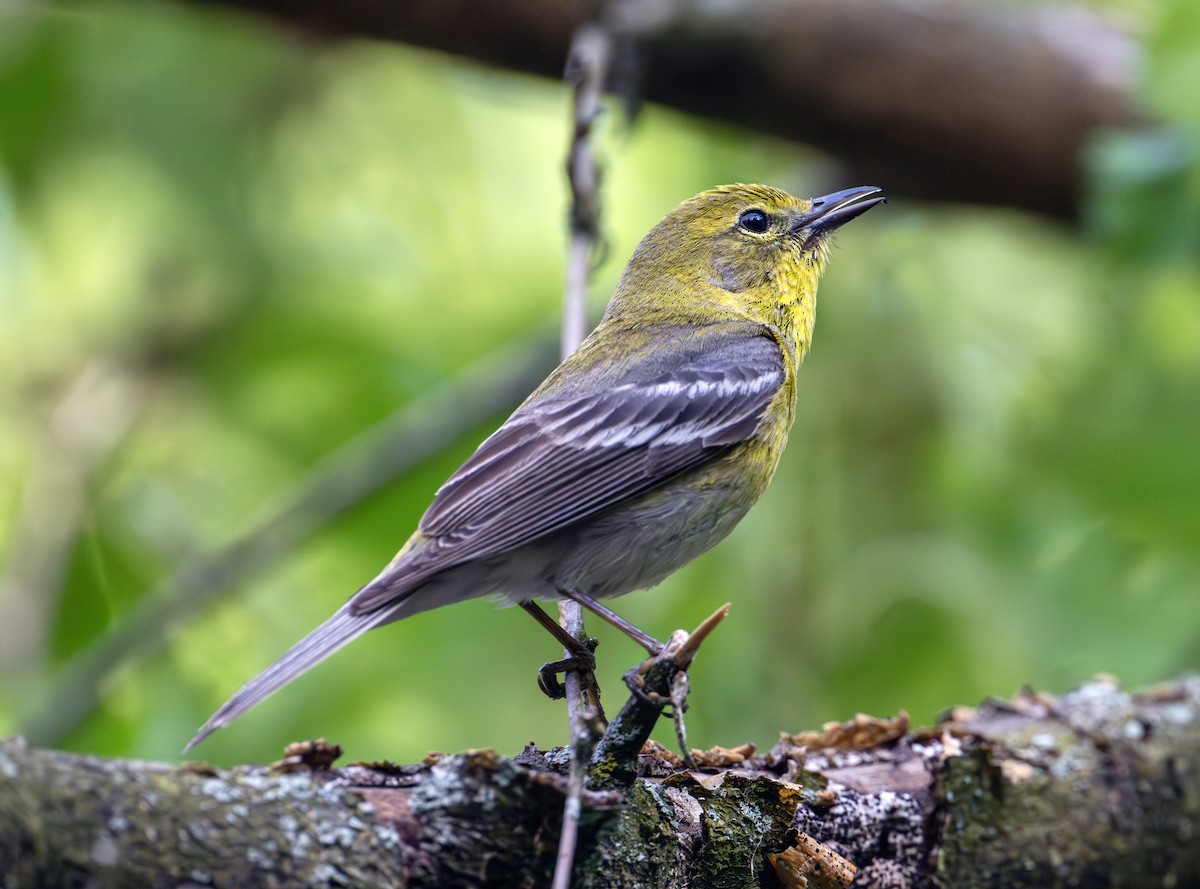 Pine Warbler - ML619747970