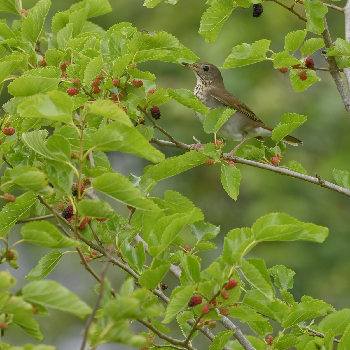 Gray-cheeked Thrush - ML619747985