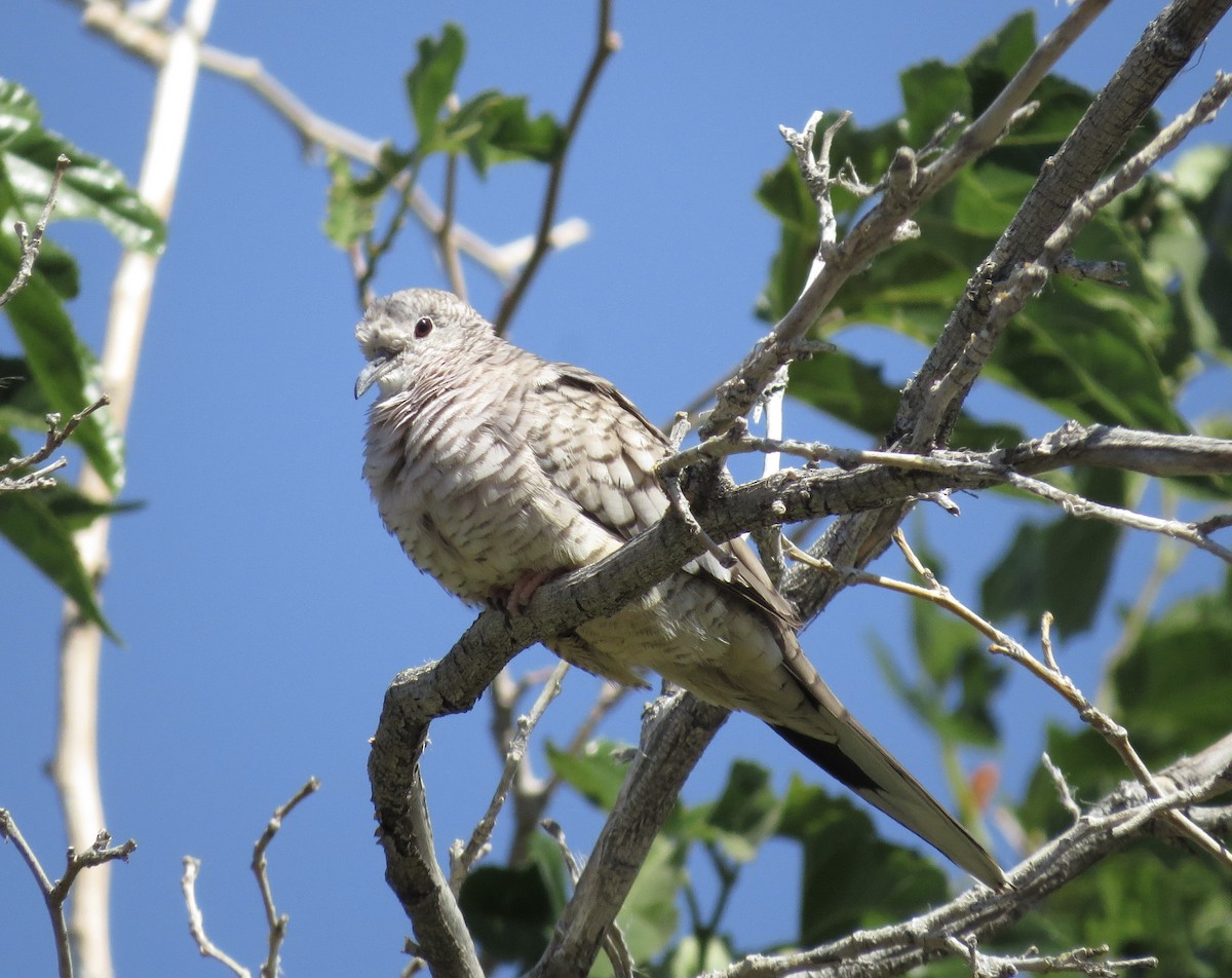 Inca Dove - ML619747986