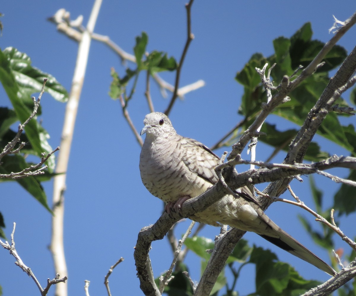 Inca Dove - Omar Alui