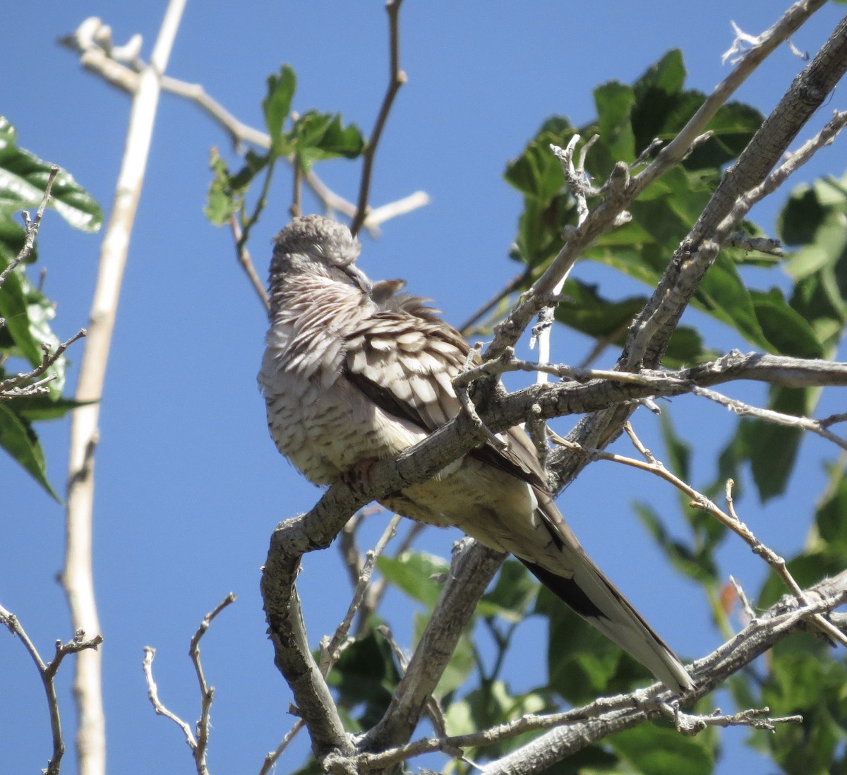 Inkatäubchen - ML619747991