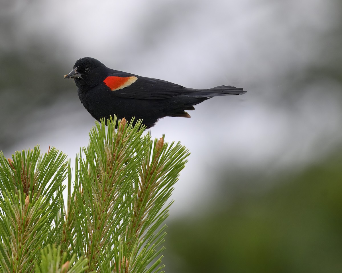 Red-winged Blackbird - ML619747995