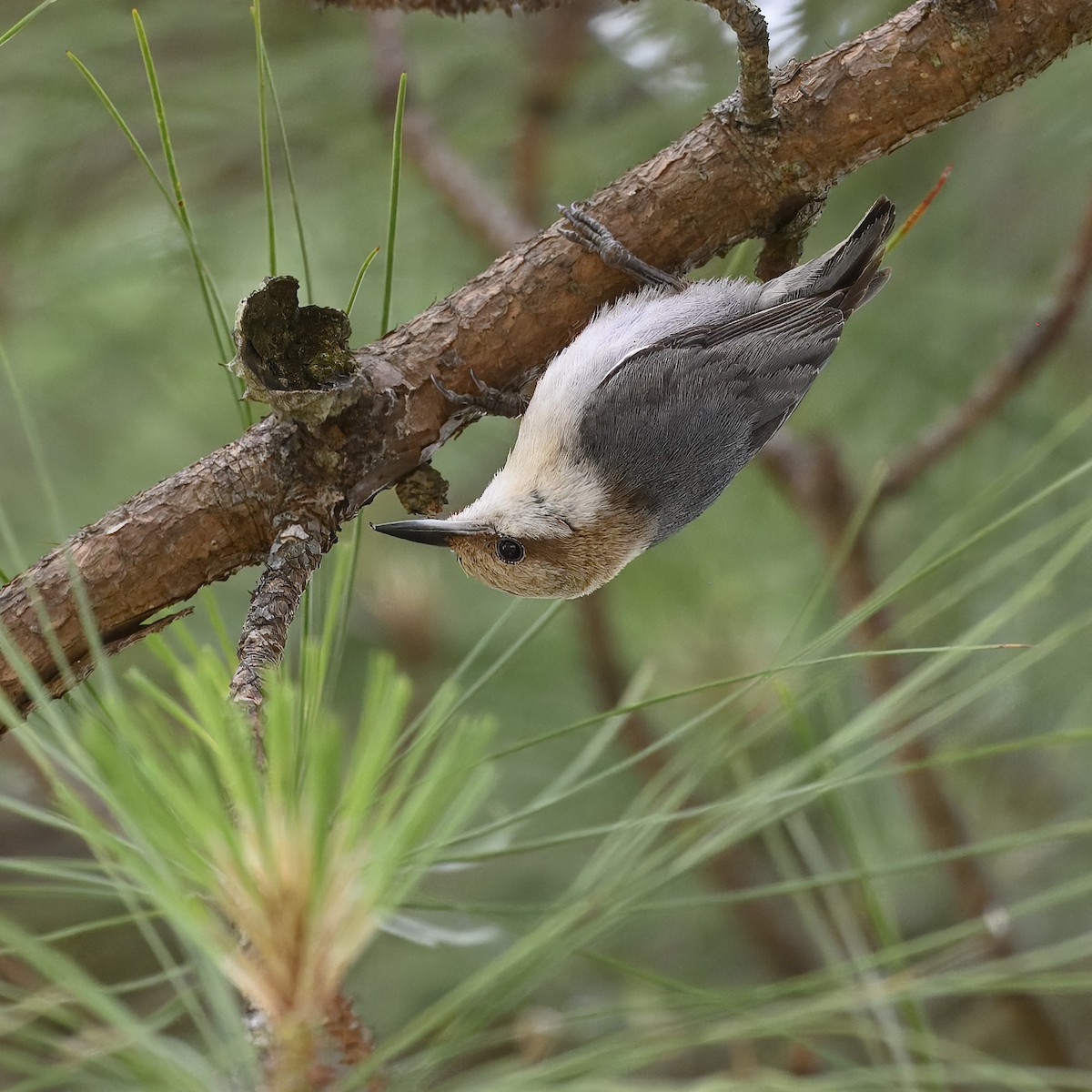 Brown-headed Nuthatch - Laura  Wolf