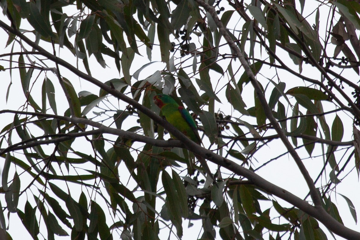 Swift Parrot - ML619748004